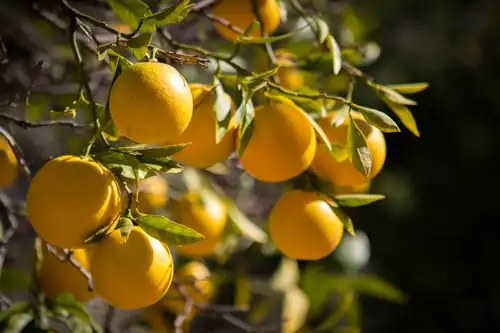 ORANGES