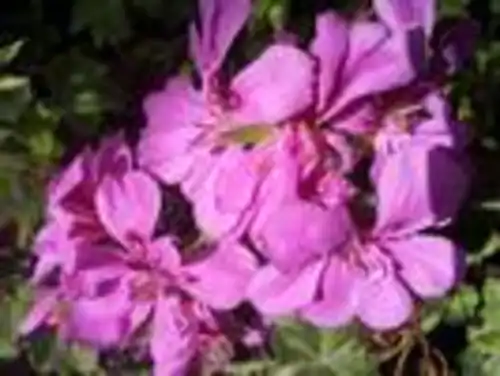 גרניום זוחל בעציץ 13 