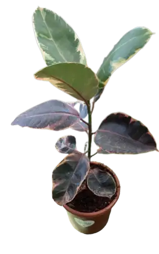 פיקוס גומי 10 ליטר