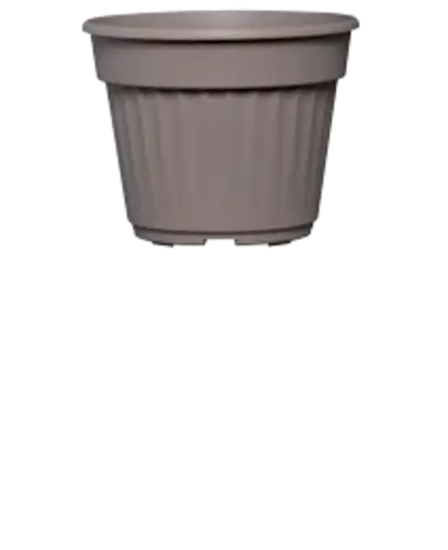 עציץ נרקיס