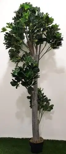 שיפלרה מלאכותית