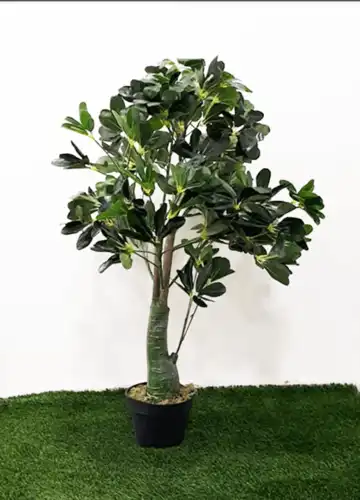 שיפלרה מלאכותית 100-501