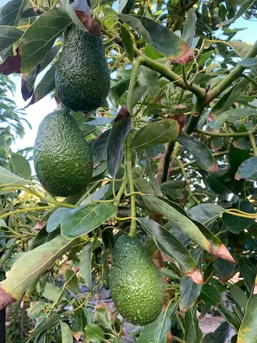 אבוקדו האס על עץ