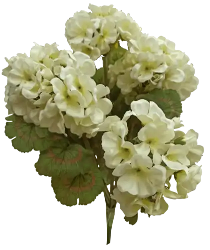 1317-9 גרניום גולש לבן