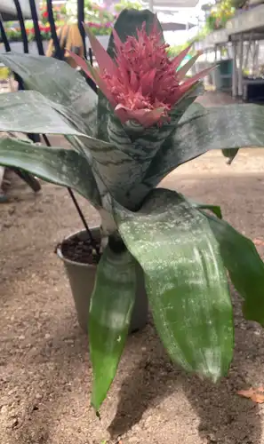 אכמאה פרימרה עציץ 17