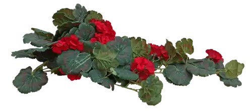 1317-7 גרניום גולש אדום