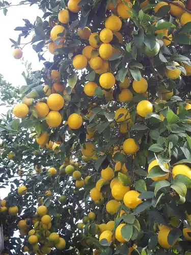 LEMON