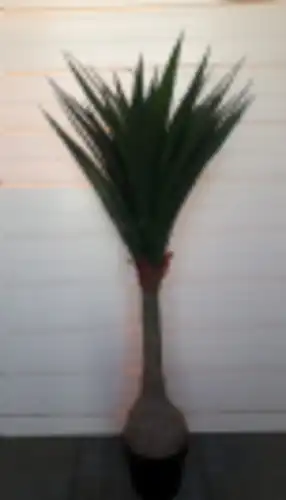 יוקה 