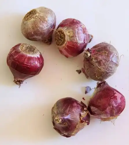 פקעות