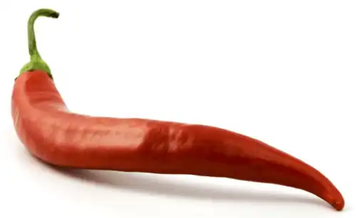 פלפל חריף