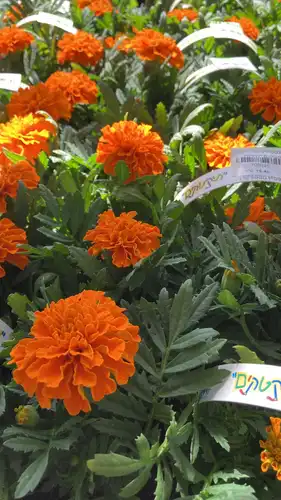 טגטס דורנגו תקטק 6 יחידות