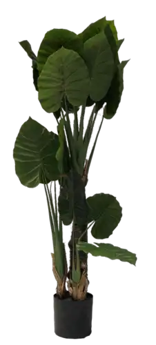 עץ עלים גדולים