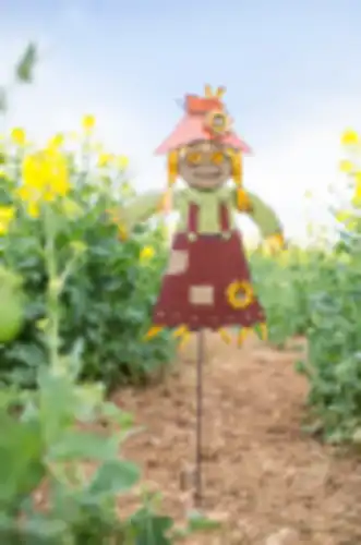 דחליל גינה