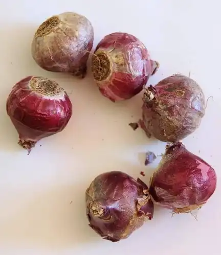 פקעות פרחים