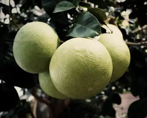 CITRUS MAXIMUS